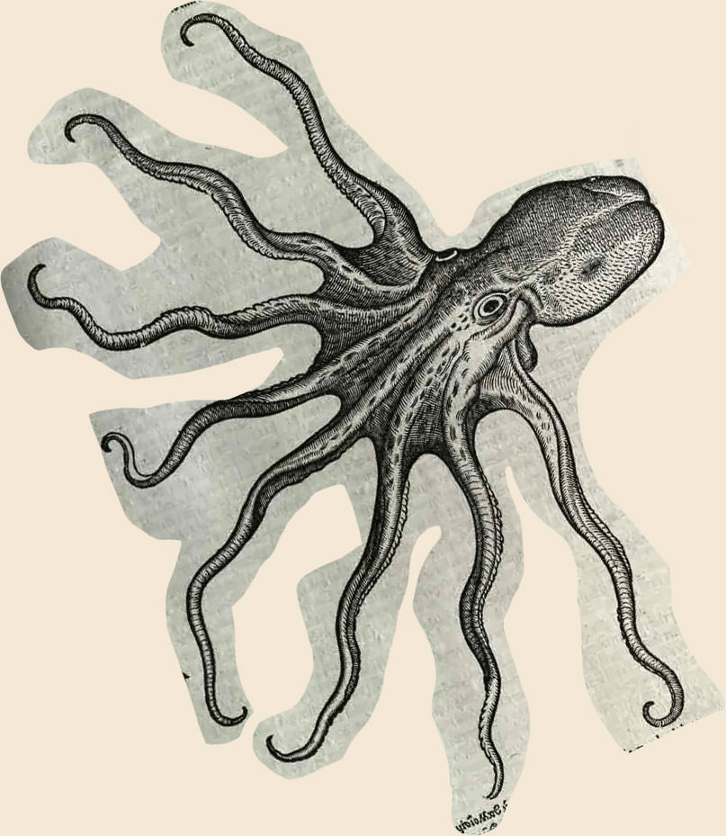 Octopus